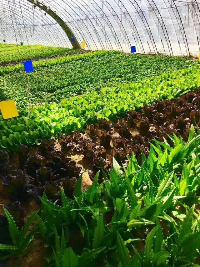 【嗨玩金秋】国庆庄河游玩指南之“亲子、采摘之旅”