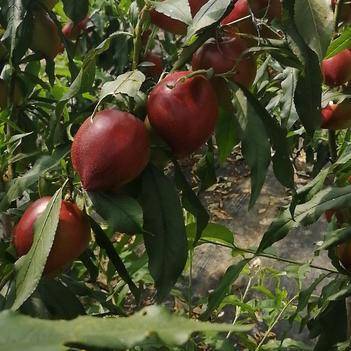 农产品批发供应商李秀明 - 惠农网电脑版