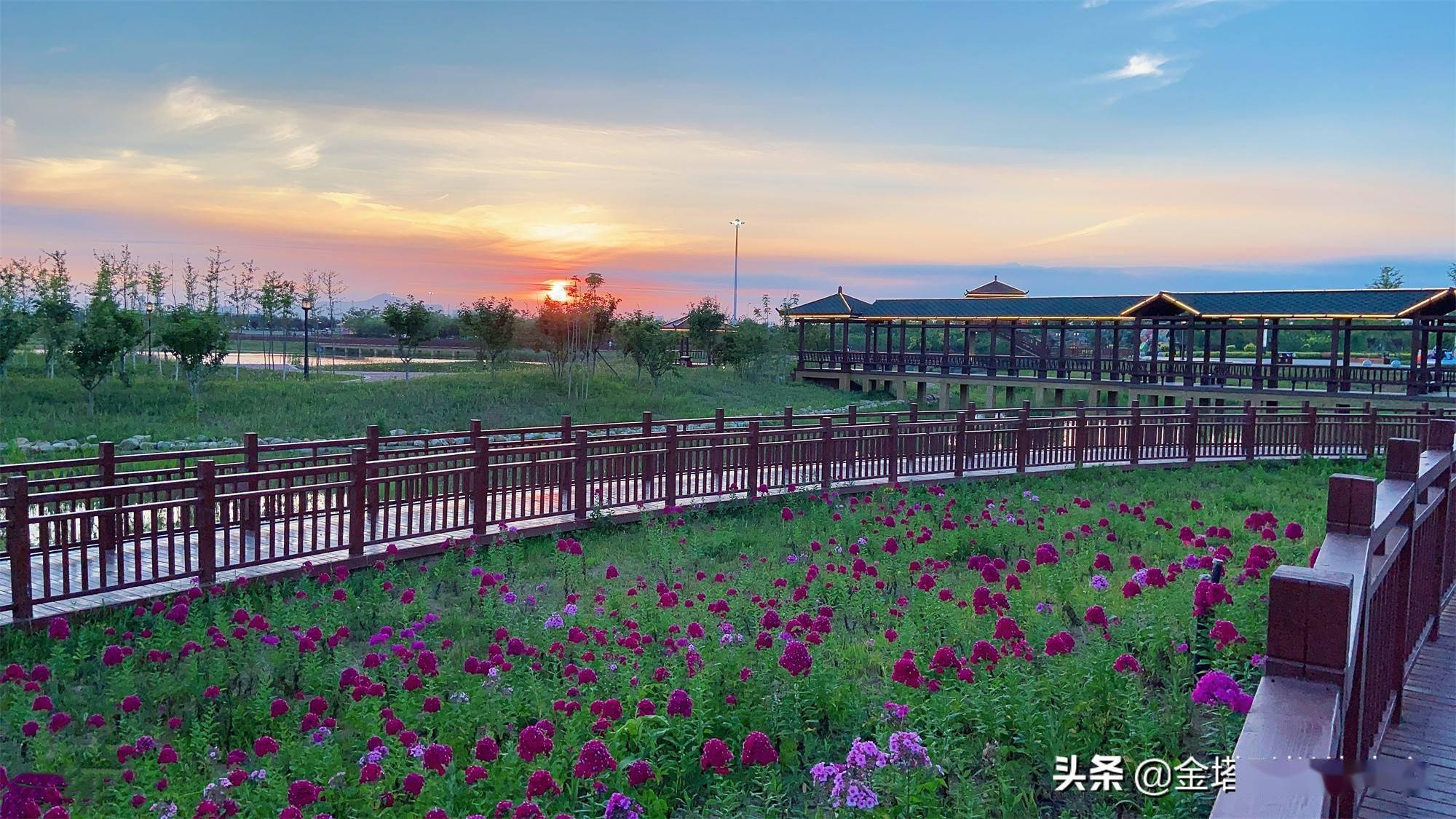 「青山绿水」辽宁庄河市:花海醉人 绽放美丽