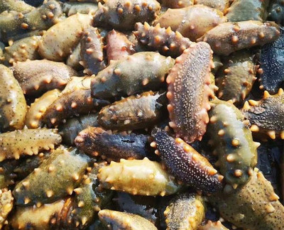 大连庄河海王九岛南海度假村酒店,观海鸥海景,海鲜每顿不重样!