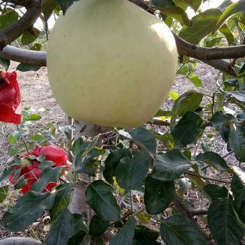 庄河农产品批发供应商王桂花——惠农网电脑版助力农业腾飞