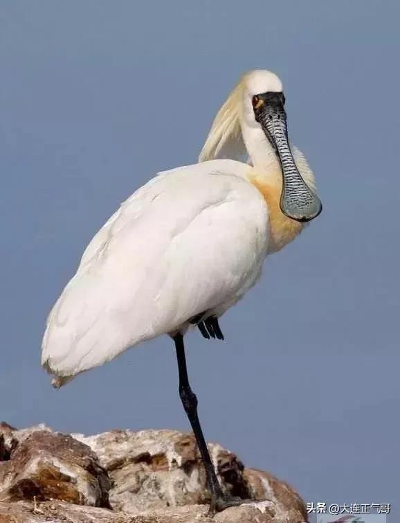 庄河大骨鸡的兴衰与振兴之路